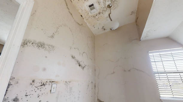 Environmental Consulting for Mold Prevention in Glendale, CA