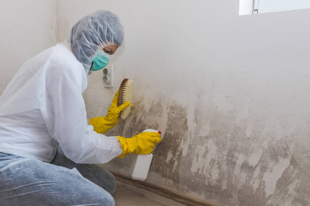 Best Attic Mold Removal  in Glendale, CA