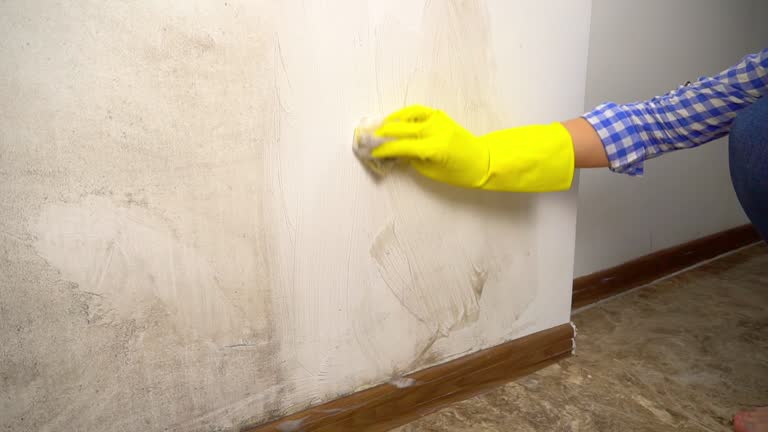 Best Environmental Consulting for Mold Prevention  in Glendale, CA