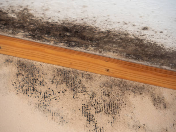 Best Forensic Mold Investigation  in Glendale, CA
