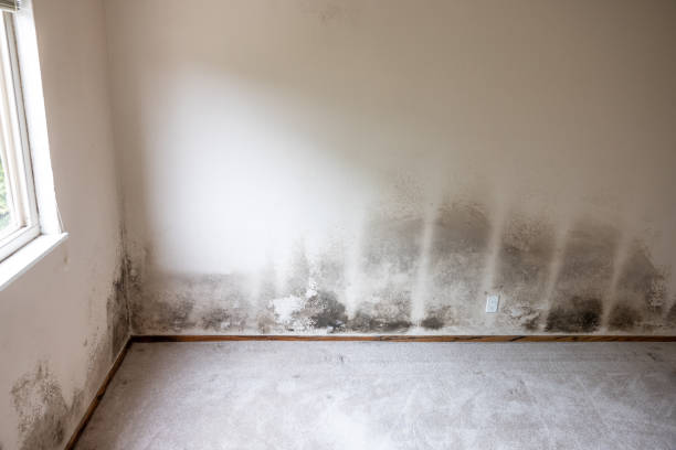 Best Dehumidification Services  in Glendale, CA